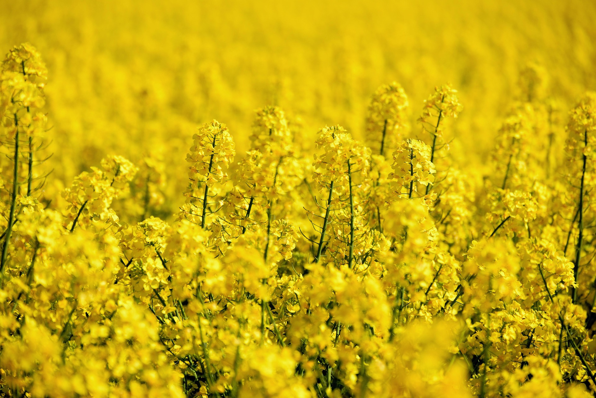 Oilseed Mix