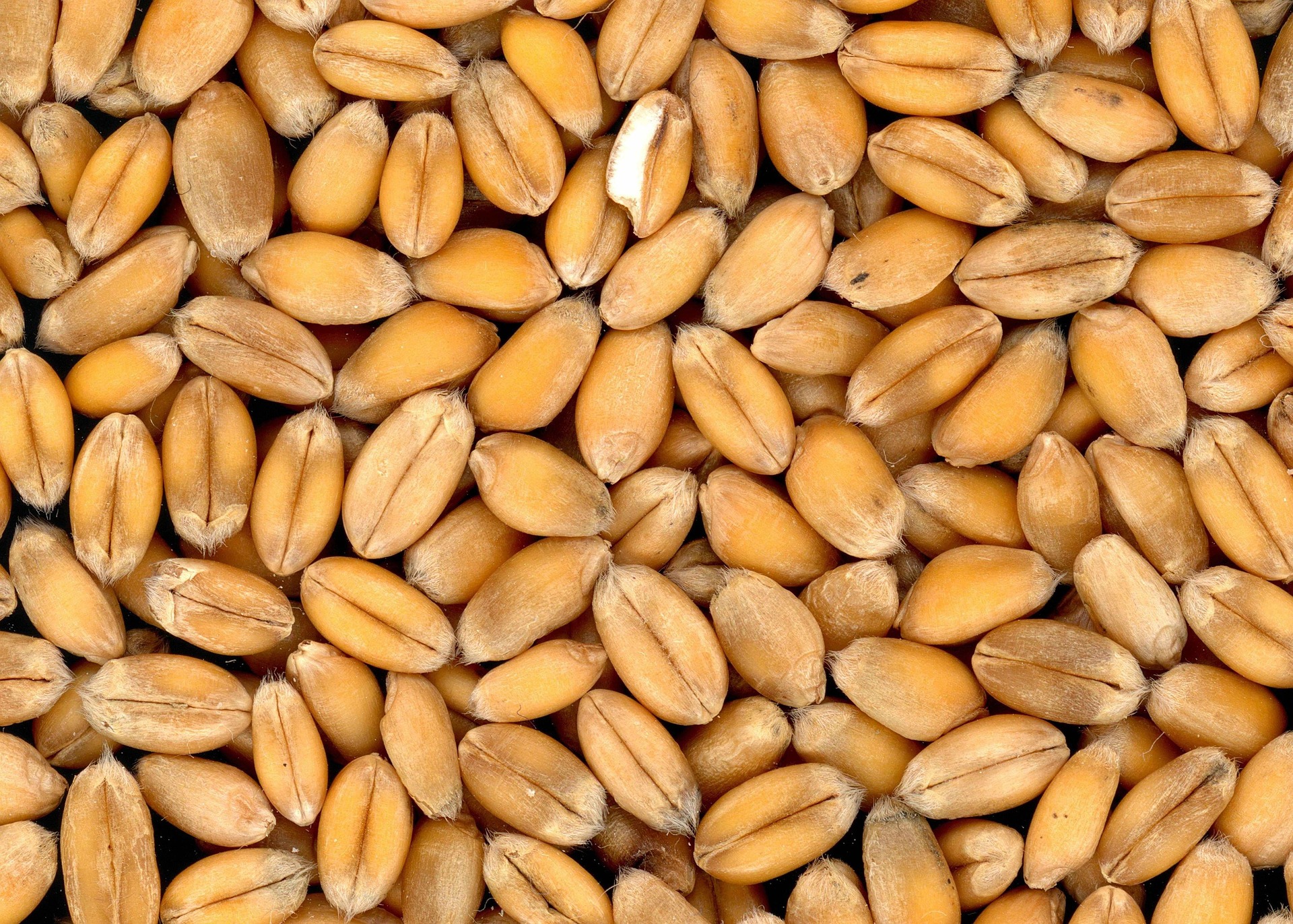 Premium Wheat